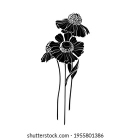 Black silhouette of a flowers (Helenium) on white background. Vector illustration.