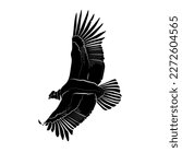 Black silhouette of the flying Andean condor (Vultur gryphus) on white background. Graphic drawing. Vector illustration.