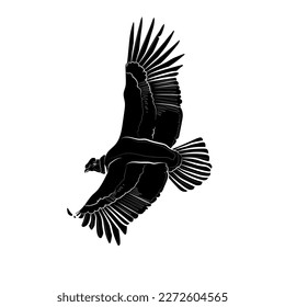 Black silhouette of the flying Andean condor (Vultur gryphus) on white background. Graphic drawing. Vector illustration.