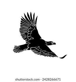 Black silhouette of the flying bald eagle on white background. Graphic drawing. Vector illustration.