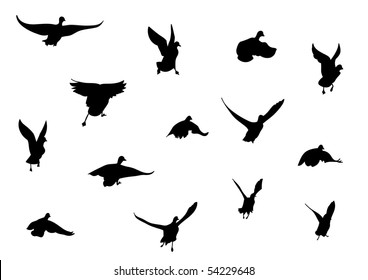 Black silhouette of flying birds