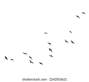 Black silhouette of flying birds group isolated on white background. Vector design element. Bird flock simple illustration. - Shutterstock ID 2242053621