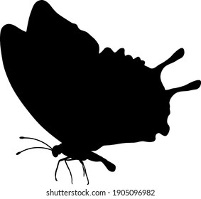 black silhouette of a flying butterfly isolated on a white background. tropical insect