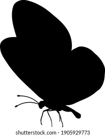 black silhouette of a flying butterfly isolated on a white background. tropical insect