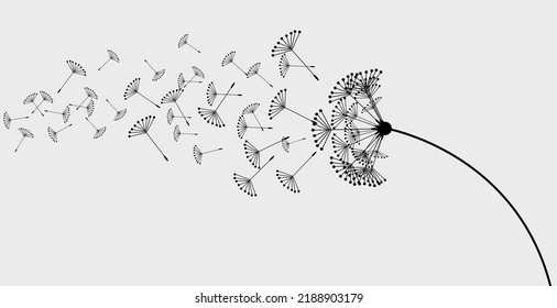 Black silhouette with flying dandelion buds    
