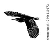 Black silhouette of the flying green heron on white background. Graphic drawing. Vector illustration.