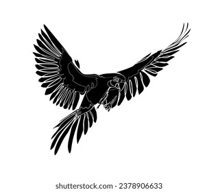 Black silhouette of flying macaw on white background. Graphic drawing. Vector illustration.