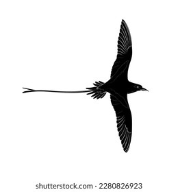 Black silhouette of the flying white-tailed tropicbird on white background. Graphic drawing. Vector illustration.