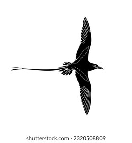 Black silhouette of the flying white-tailed tropicbird on white background. Graphic drawing. Vector illustration.