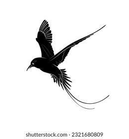 Schwarze Silhouette des fliegenden, weißschwanzigen tropischen Vogels auf weißem Hintergrund. Grafische Zeichnung. Vektorgrafik.