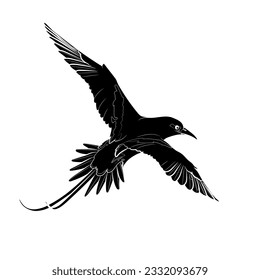 Schwarze Silhouette des fliegenden, weißschwanzigen tropischen Vogels auf weißem Hintergrund. Grafische Zeichnung. Vektorgrafik.