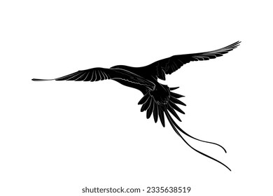 Black silhouette of the flying white-tailed tropicbird (Phaethon lepturus) on white background. Graphic drawing. Vector illustration.