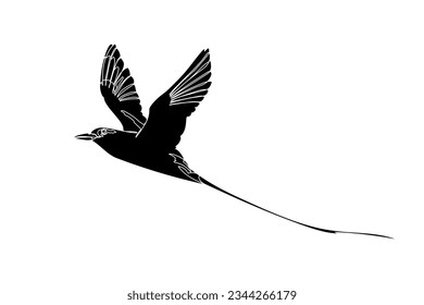 Black silhouette of the flying white-tailed tropicbird on white background. Graphic drawing. Vector illustration.