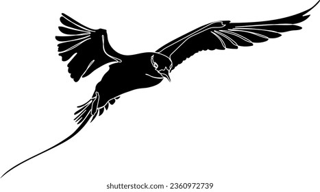 Black silhouette of the flying white-tailed tropicbird on white background. Graphic drawing. Vector illustration.