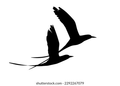 Black silhouette of the flying white-tailed tropicbirds on white background. Graphic drawing. Vector illustration.