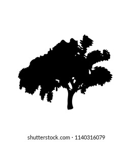 Black silhouette of foliar tree isolated on white background . Vector illustration, icon, sign, template for design. 