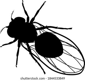 Black silhouette of fruit fly (Drosophila melanogaster) isolated on white background