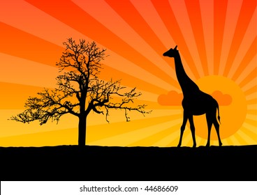 Black silhouette of girafee at the sunrise.