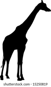 black silhouette of giraffe