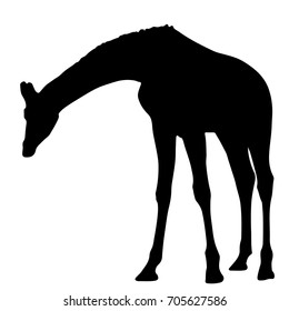 black silhouette of a giraffe. isolated vector illustration