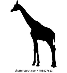 black silhouette of a giraffe. isolated vector illustration