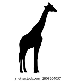 A black silhouette of a giraffe with a long neck and distinctive features, standing upright against a plain white background.