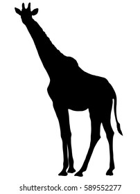 Black silhouette of a giraffe on a white background. Giraffe at the zoo. Nature. Africa.