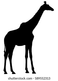 Black silhouette of a giraffe on a white background. Giraffe at the zoo. Nature. Africa.