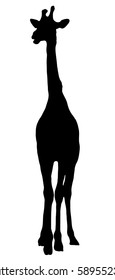 Black silhouette of a giraffe on a white background. Giraffe at the zoo. Nature. Africa.