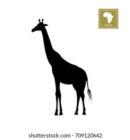 Black silhouette of a giraffe on a white background. Detailed drawing. African animals. Vector illustration
