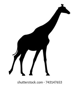 Black silhouette of giraffe on white background of vector illustration