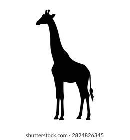 A black silhouette of a giraffe standing alone in a white background looking left side, animal illustration