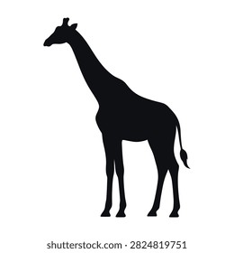 A black silhouette of a giraffe stands alone against a white background, animal wildlife concept