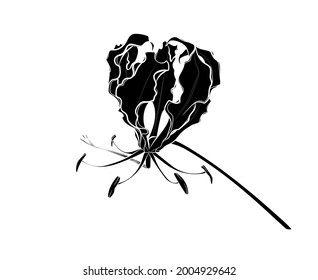 Black silhouette of gloriosa lily flower on white background. Graphic drawing. Vector illustration.