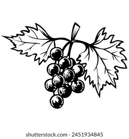 Silueta negra de uvas, rama con uvas. Ilustración vectorial.