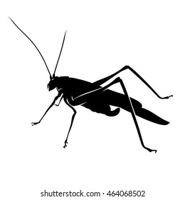Black silhouette of grasshopper
