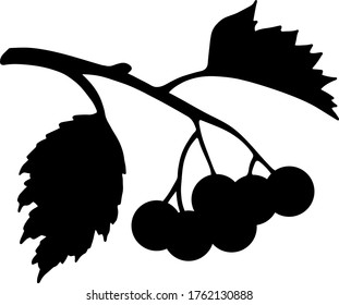 Black silhouette of hawthorn branch with berries and leaves. Crataegus. 