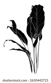 Black silhouette of houseplant (Spathiphyllum) on white background. Graphic drawing. Vector illustration.