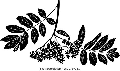 Silhueta preta da inflorescência da árvore de rowan (Sorbus aucuparia) com folhas isoladas no fundo branco