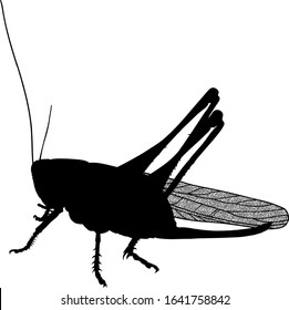 Black silhouette insect pest locust crop destroyer in the fields and gardens with carefully drawn transparent wings