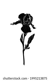 Silueta negra de flor de iris sobre fondo blanco. Dibujo gráfico. Ilustración vectorial.