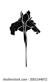 Black Silhouette Of Iris Flower On White Background. Graphic Drawing. Vector Illustration.