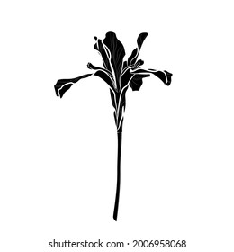 Black silhouette of iris flower on white background. Graphic drawing. Vector illustration.