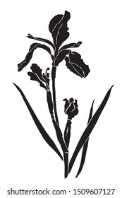 Black silhouette of an iris on a white background