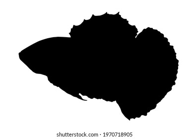 black silhouette isolated element on white background, hand-drawn fighting aquarium fish. work from a series of sea and river fish for your design template