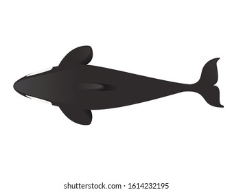 Black silhouette killer whale(Orcinus orca) cartoon animal design ocean mammal orca flat vector illustration isolated on white background