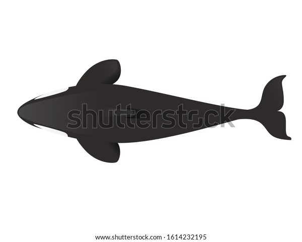 Featured image of post Cartoon Killer Whale Silhouette Whale cartoon png is about is about killer whale whale silhouette animal drawing