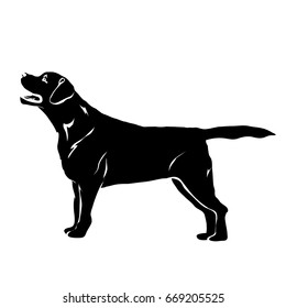 Black silhouette of labrador. Vector illustration