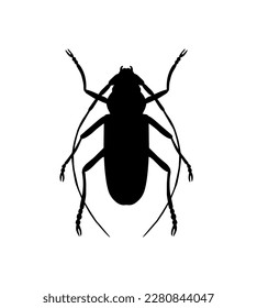 Black silhouette of a large moustache beetle, realistic, symmetrical, vector isolated on white background. Beetle with long whiskers, top view.