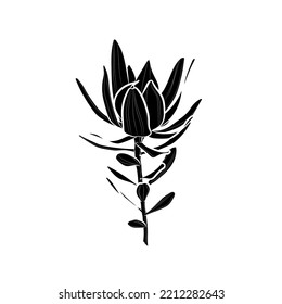 Black silhouette of Leucadendron salignum x laureolum on white background. Graphic drawing. Vector illustration.